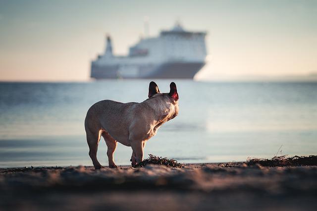 Kreuzfahrt mit Hund